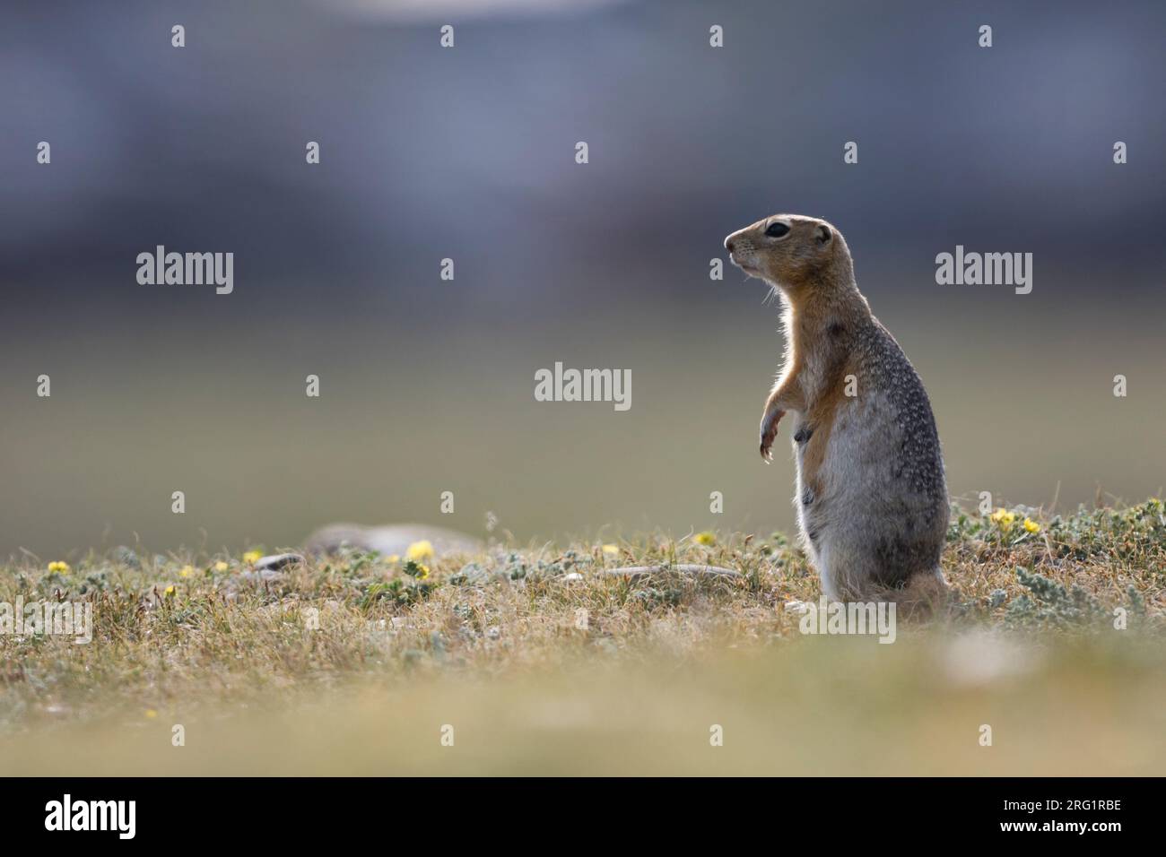 Ground Eichhörnchen auf Steppen in Russland (Irkutsk) Stockfoto