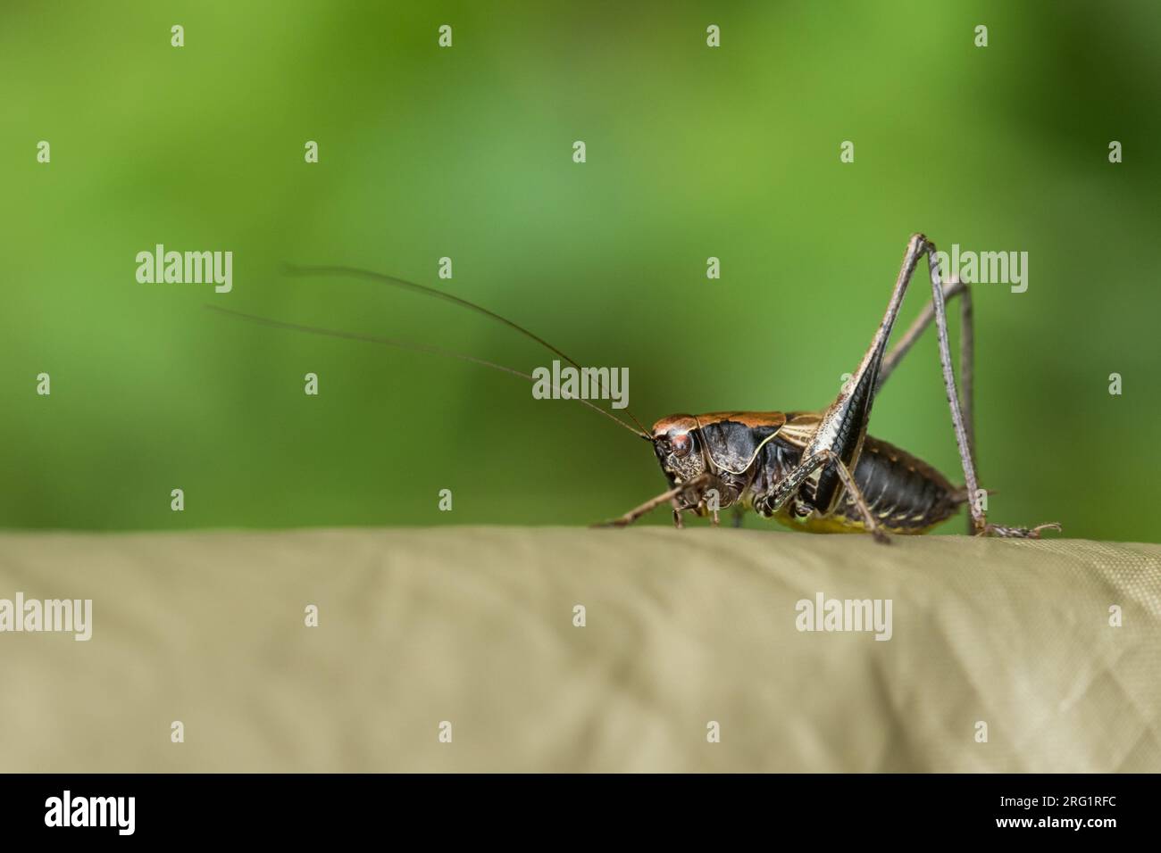 Pholidoptera griseoaptera - Dark Busch-Cricket - Gewöhnliche Strauchschrecke, Kroatien, imago Stockfoto