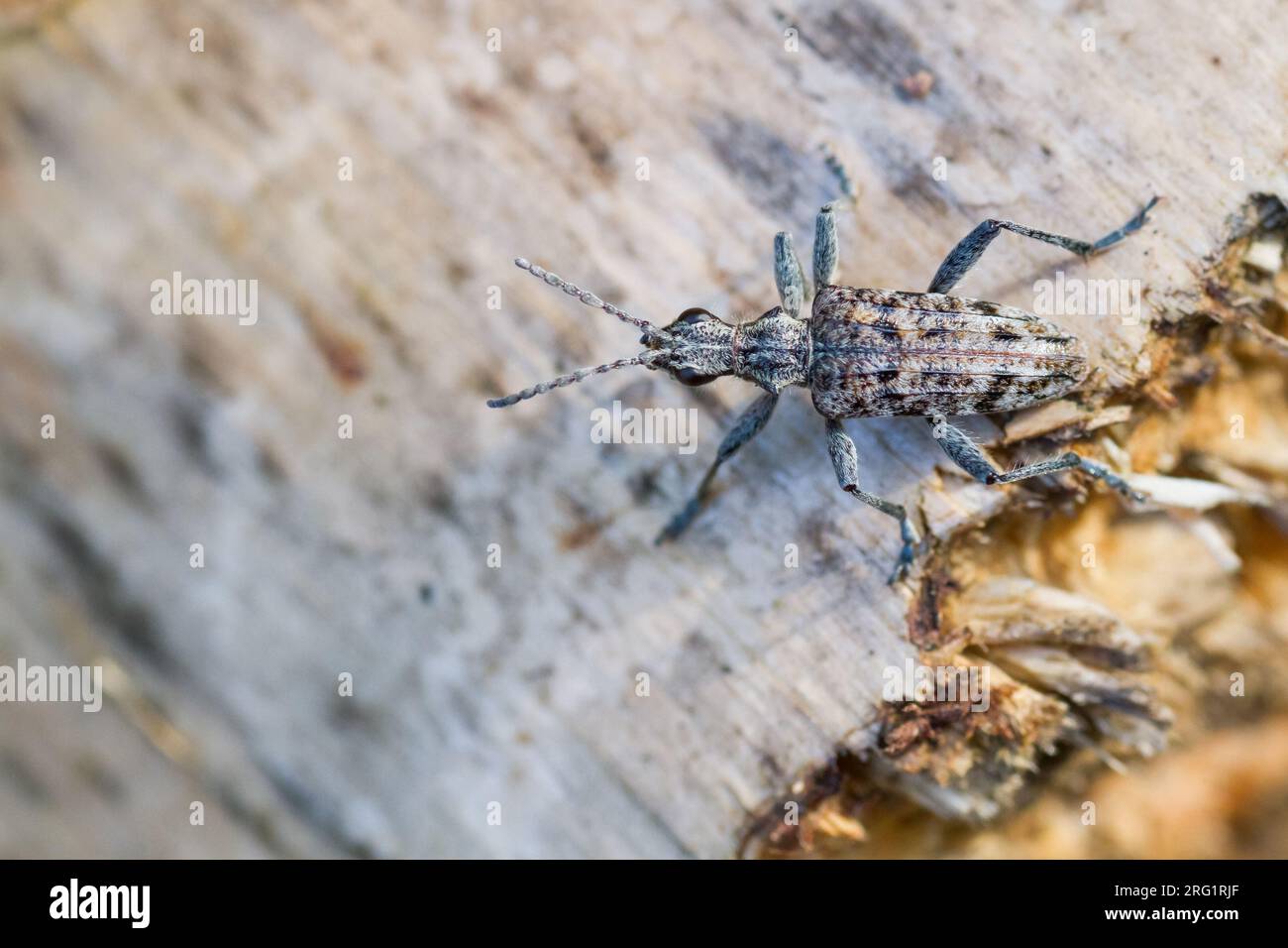 Rhagium inquisitor - Schrotbock, Deutschland (Baden-Württemberg), imago Stockfoto