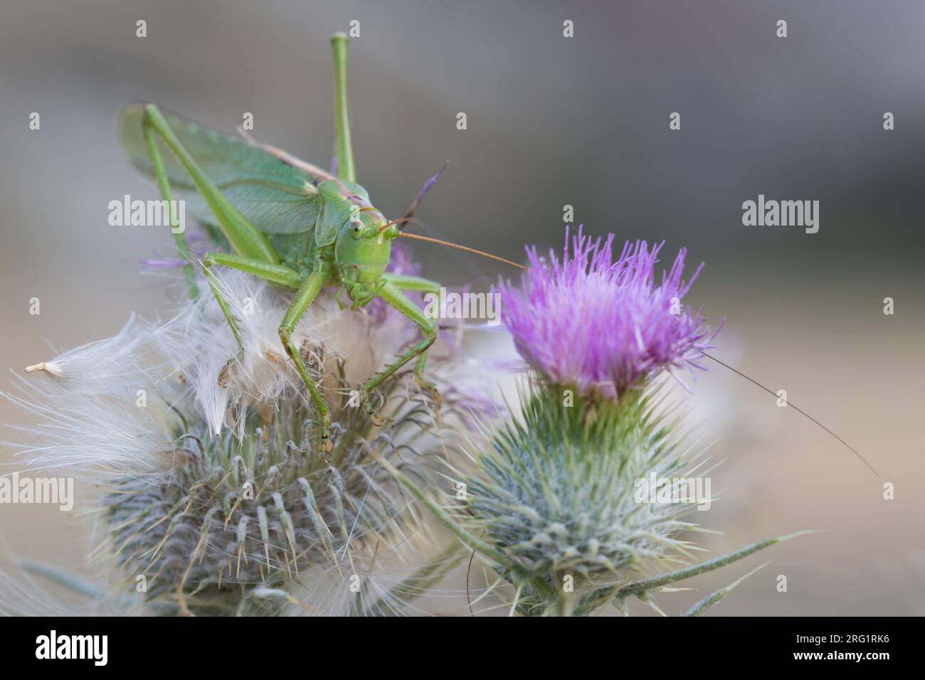 Tettigonia viridissima - Grünes Buschkricket - Grünes Heupferd, Kirgisistan, Imago Stockfoto