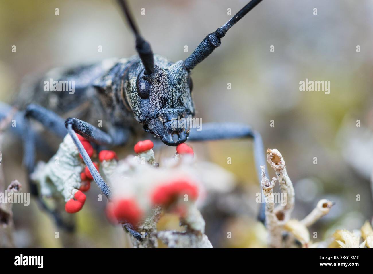 Monochamus galloprovincialis - Pine Sawyer - Gefleckter Langhornbock, Russland (Ural), Imago, Männlich Stockfoto