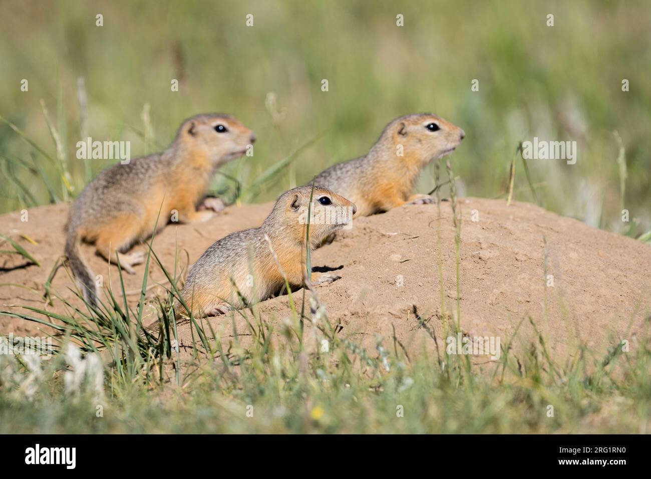 Ground Eichhörnchen auf Steppen in Russland (Irkutsk) Stockfoto