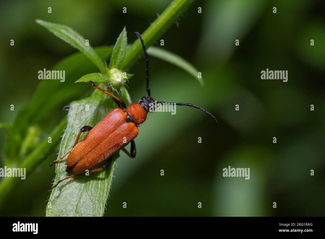 Leptura rubra - Rotbrauner Longhorn-Käfer - Rothalsbock, Deutschland, Imago, weiblich Stockfoto