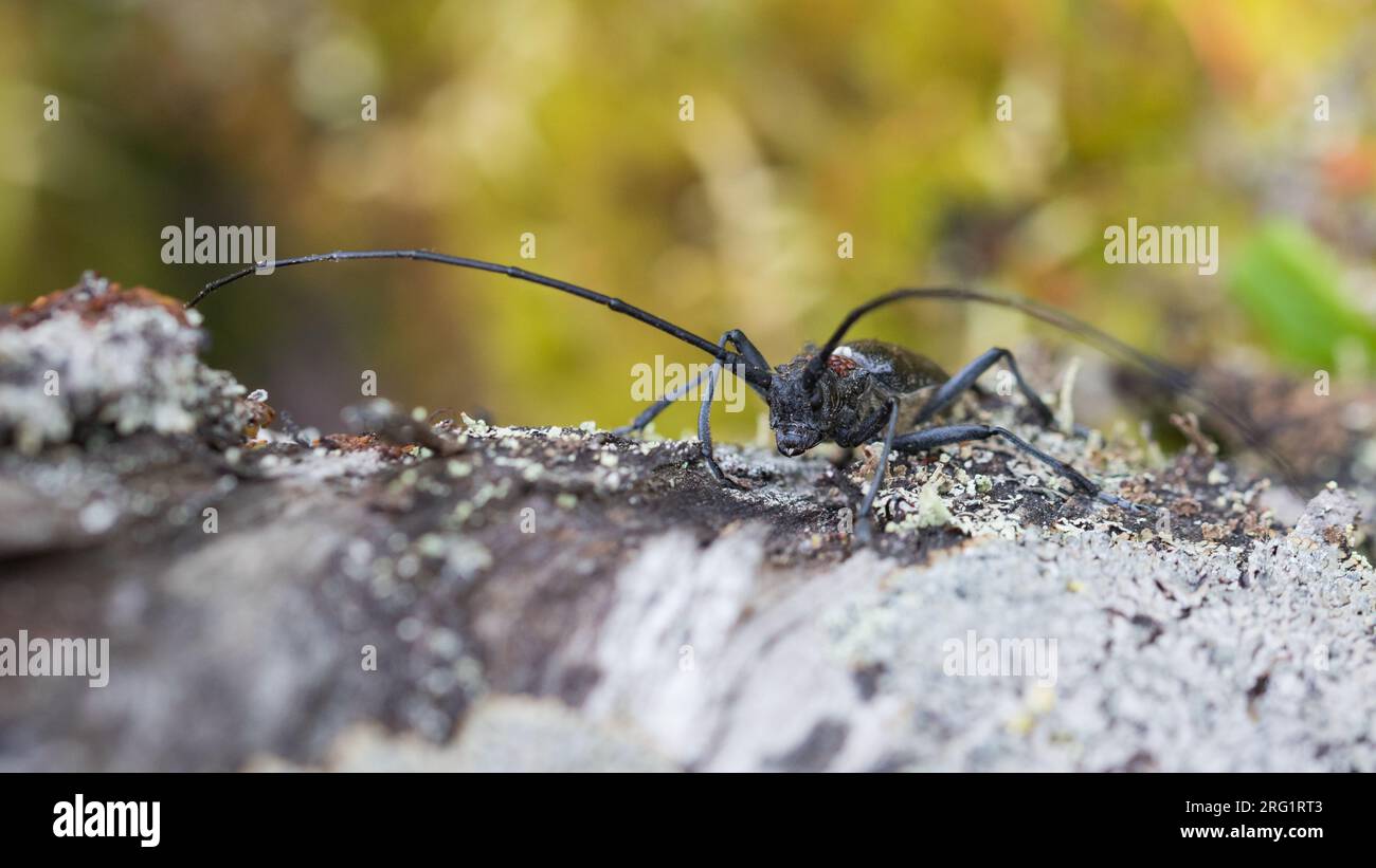 Monochamus galloprovincialis - Pine Sawyer - Gefleckter Langhornbock, Russland (Ural), Imago, Männlich Stockfoto