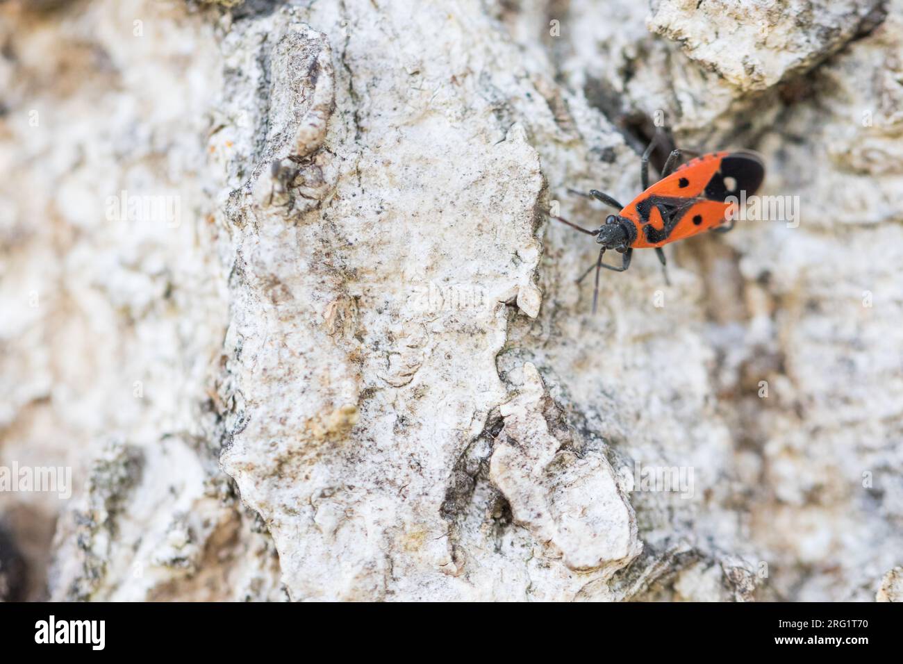 Melanocoryphus albomaculatus - Weißpunkt-Bodenwanze, Deutschland (Baden-Württemberg), imago Stockfoto