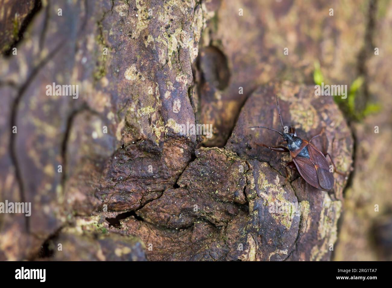 Gastrodes crossipes - Kiefernzapfenwanze - Kiefernzapfenwanze, Deutschland (Baden-Württemberg), imago Stockfoto