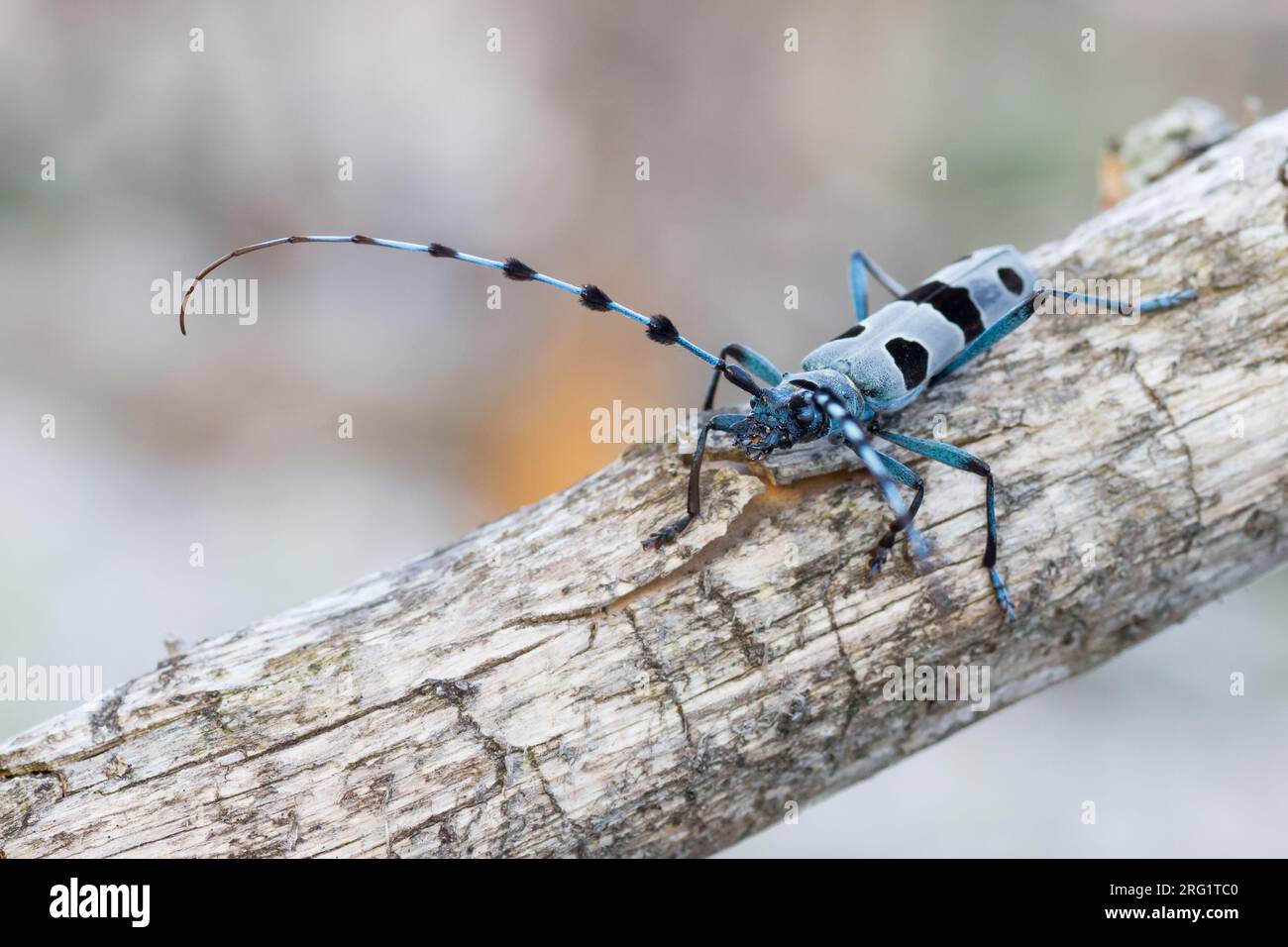 Rosalia alpina - Alpiner Longhornkäfer - Alpenbock, Deutschland (Bayern), imago Stockfoto