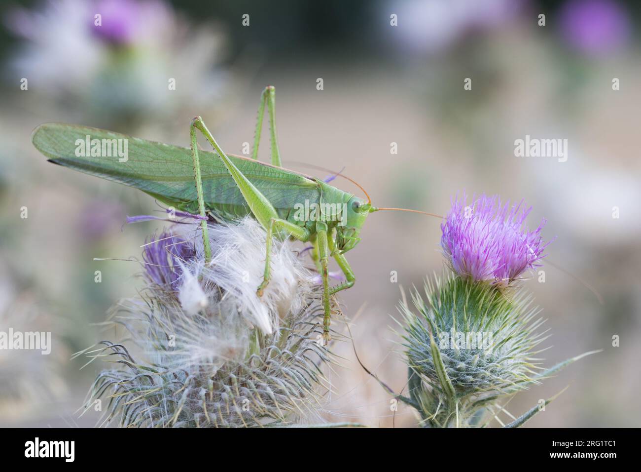Tettigonia viridissima - Grünes Buschkricket - Grünes Heupferd, Kirgisistan, Imago Stockfoto