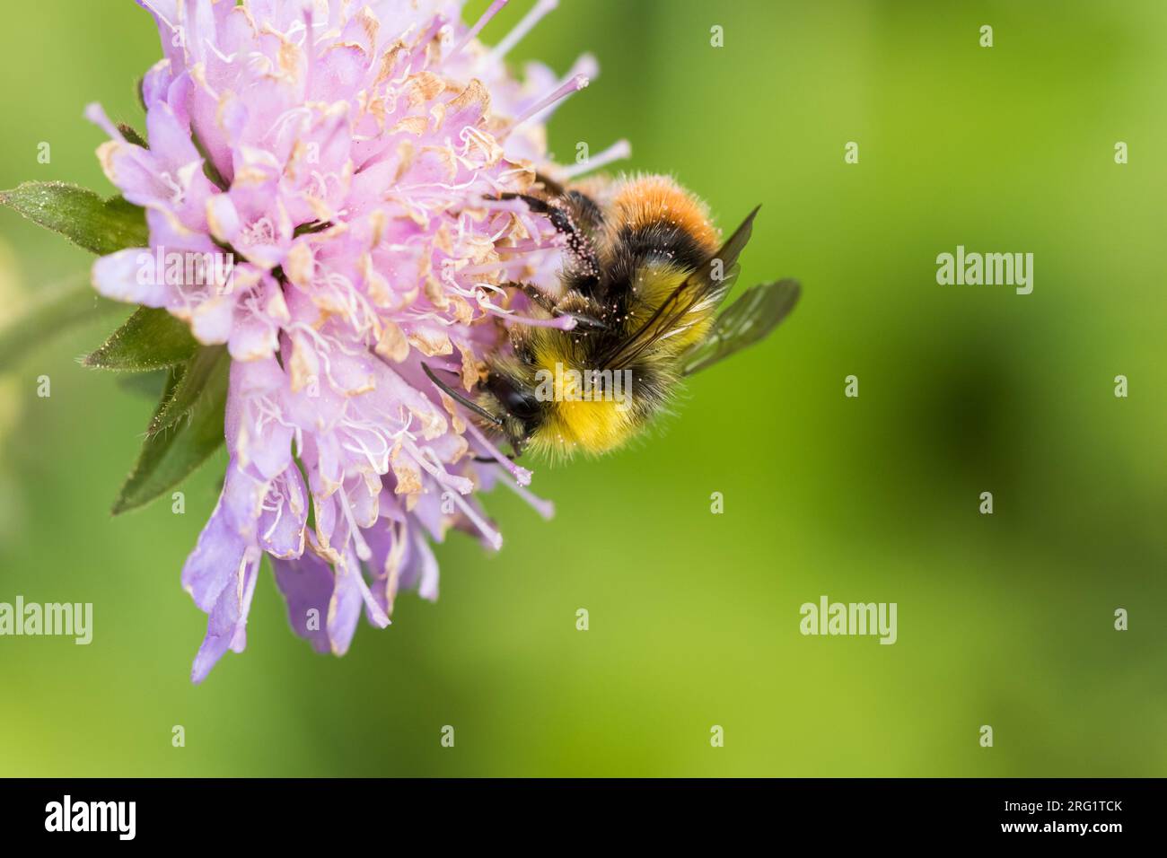 Bombus pratorum - frühe Bumblebee - Wiesenhummel, Italien (Südtirol), Imago, Männlich Stockfoto