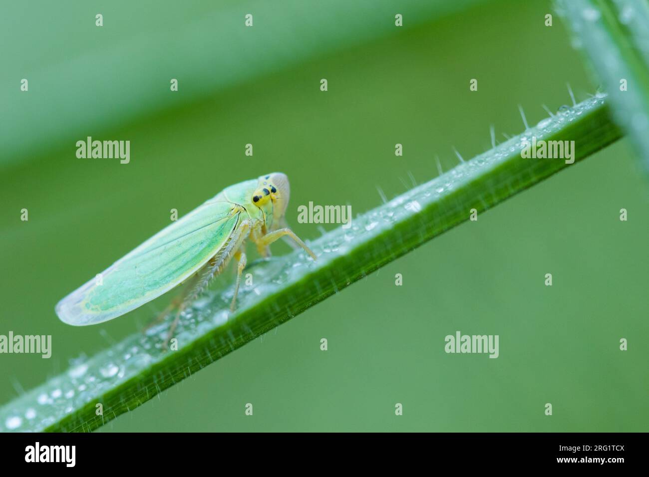 Cicadella viridis - Grüner Blatthupfer - Binsenschmuckzikade, Rumänien, Imago Stockfoto