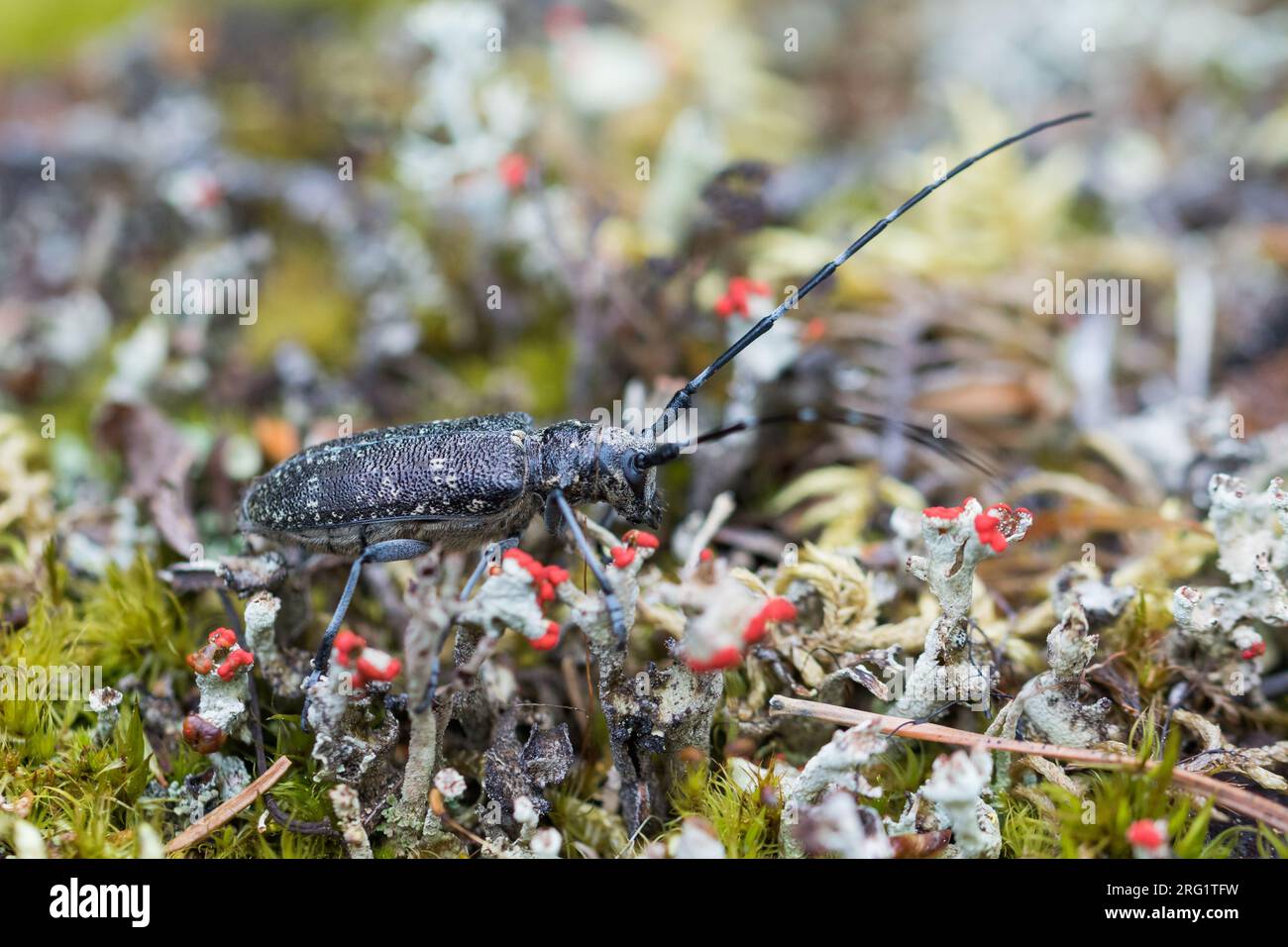 Monochamus galloprovincialis - Pine Sawyer - Gefleckter Langhornbock, Russland (Ural), Imago, weiblich Stockfoto