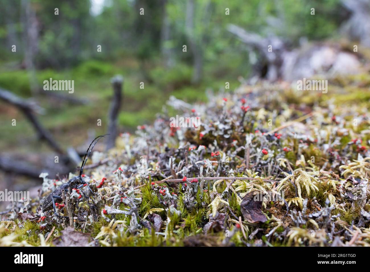 Monochamus galloprovincialis - Pine Sawyer - Gefleckter Langhornbock, Russland (Ural), Imago, weiblich Stockfoto