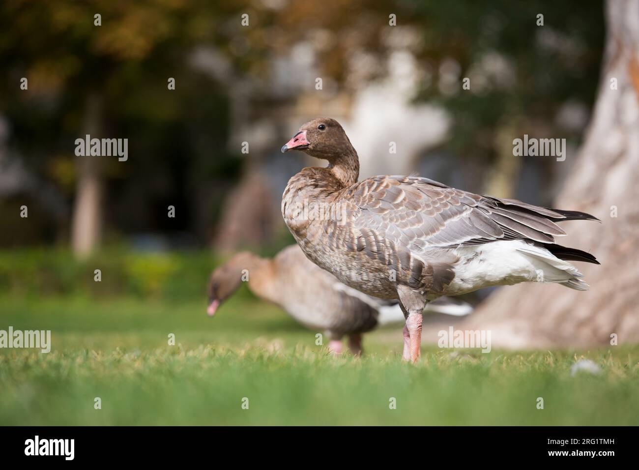 Der erste Winter der Pink-Footed Goose (Anser brachyrhynchus) im Stadtgebiet Deutschlands (Baden-Württemberg). Stockfoto