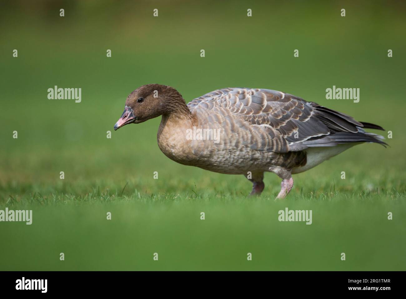 Der erste Winter der Pink-Footed Goose (Anser brachyrhynchus) im Stadtgebiet Deutschlands (Baden-Württemberg). Stockfoto