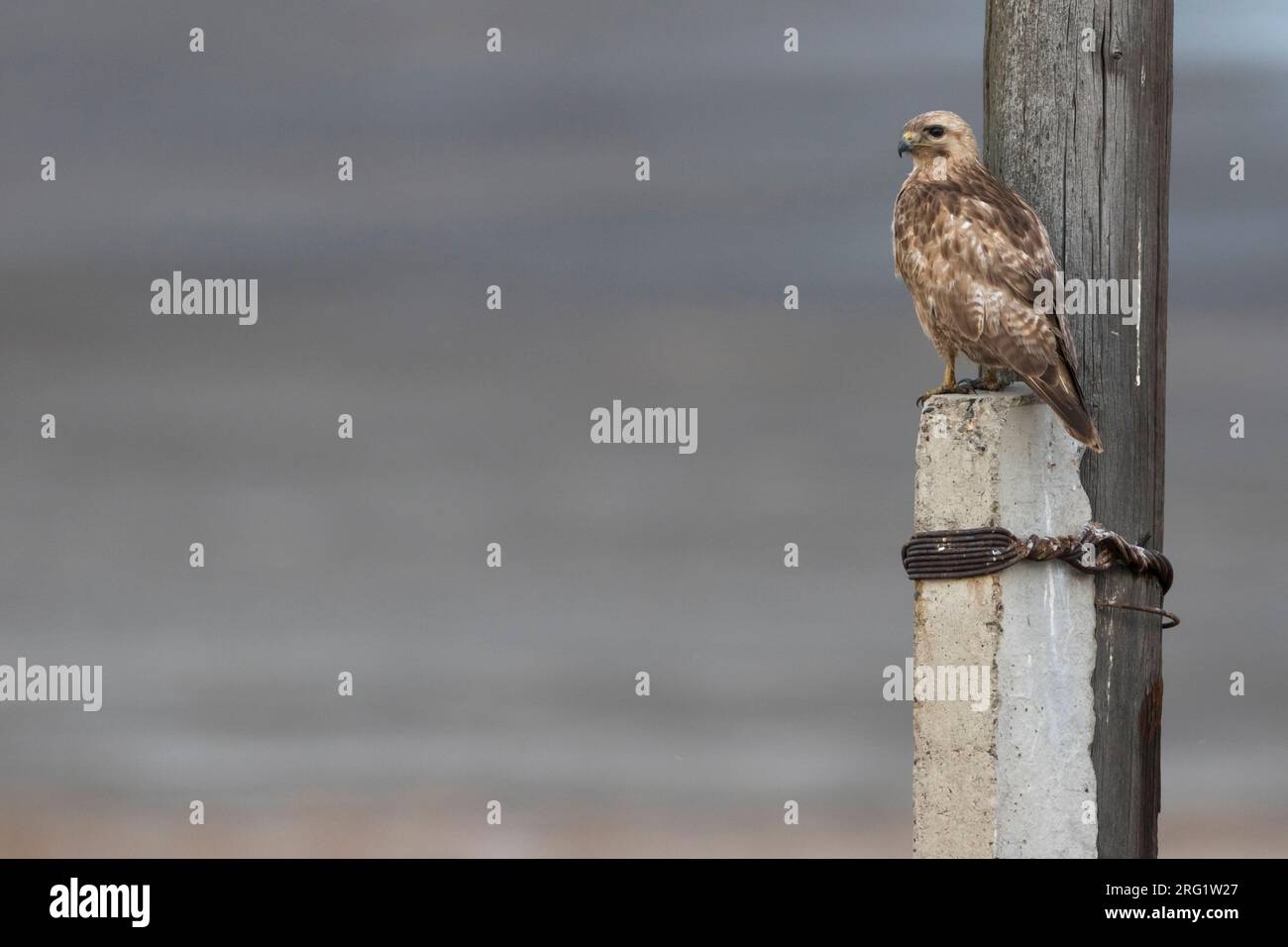 2. CY Common Buzzard (Buteo buteo japonicus) in Russland (Baikal). Stockfoto