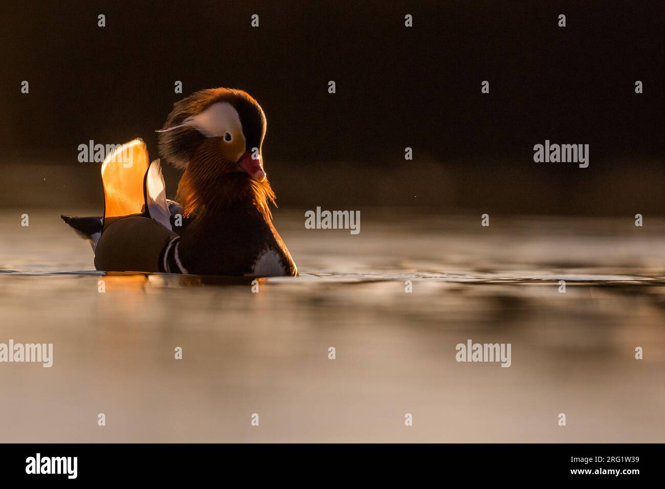 Drake Mandarin Duck (Aix galericulata) in Deutschland. Stockfoto