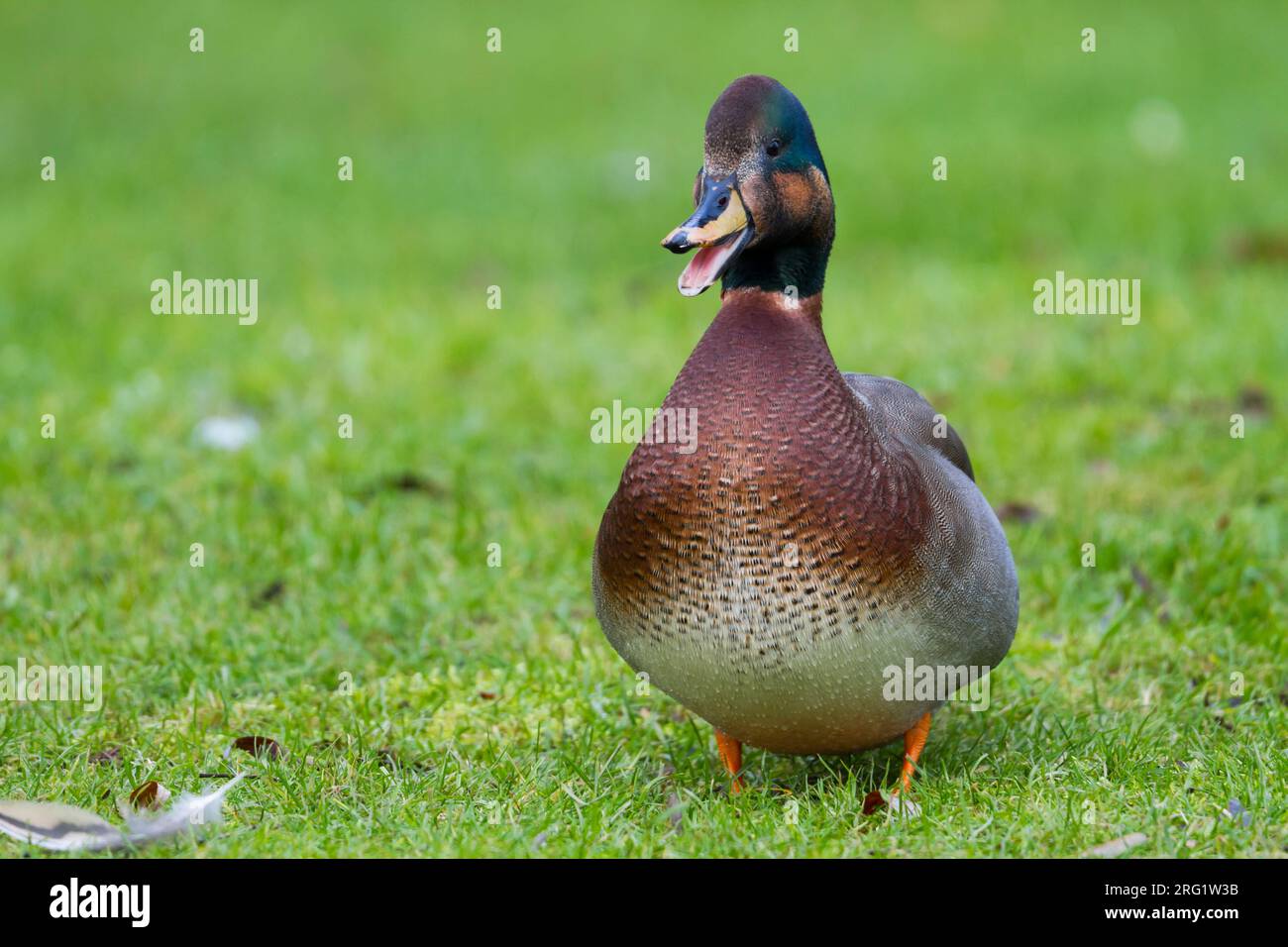 Adulte männliche Hybride Gadwall x Mallard (Anas streperea x platyrhynchos) in Deutschland. Stockfoto