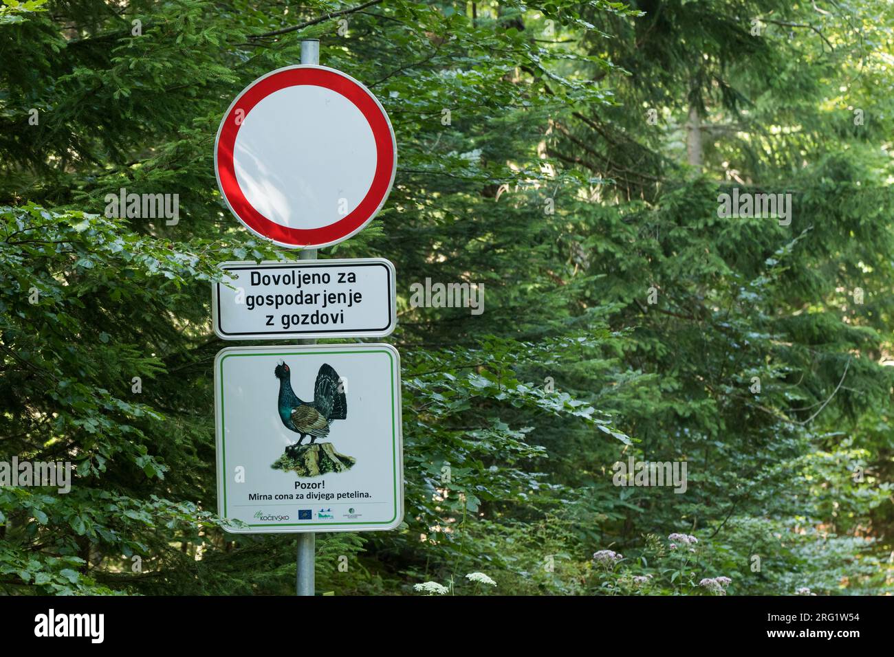 Schild zum Schutz der Wälder und des westlichen Capercaillie (Tetrao urogallus ssp. Crassirostris) in Slowenien. Stockfoto