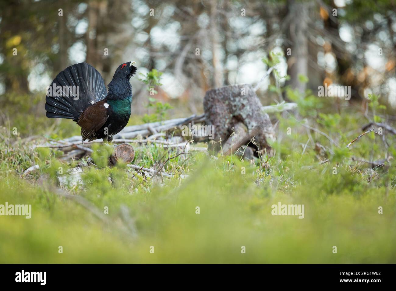 Adulter männlicher westlicher Capercaillie (Tetrao urogallus ssp. Crassirostris) im Wald in Deutschland (Baden-Württemberg). Stockfoto