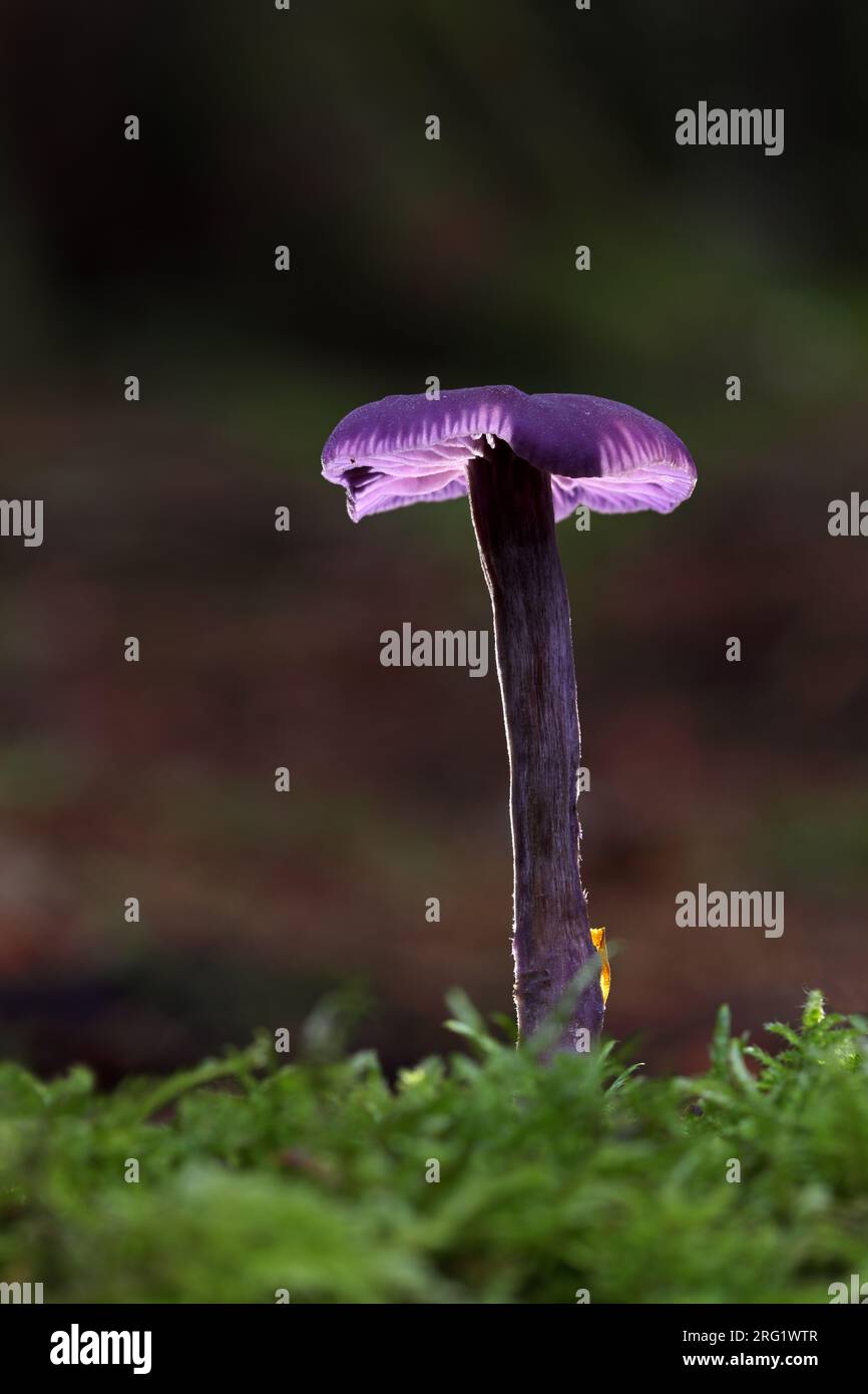Amethyst Deception (Laccaria amethystine) Pilze, Hamsterley Forest, North Pennines, Großbritannien Stockfoto