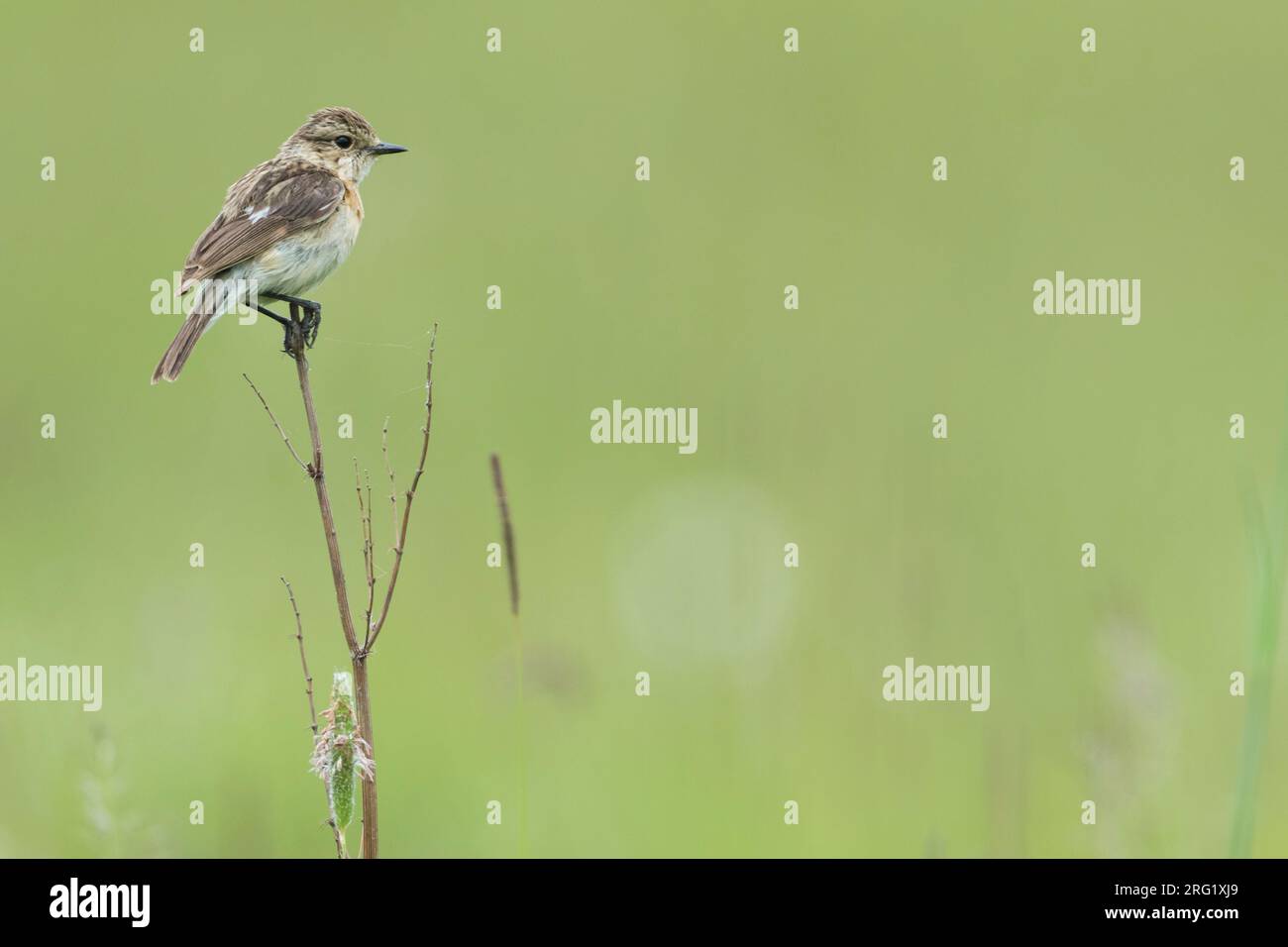 Sibirisches Stonechat, Saxicola maurus, Russland (Baikal), Erwachsene Frau. Stockfoto