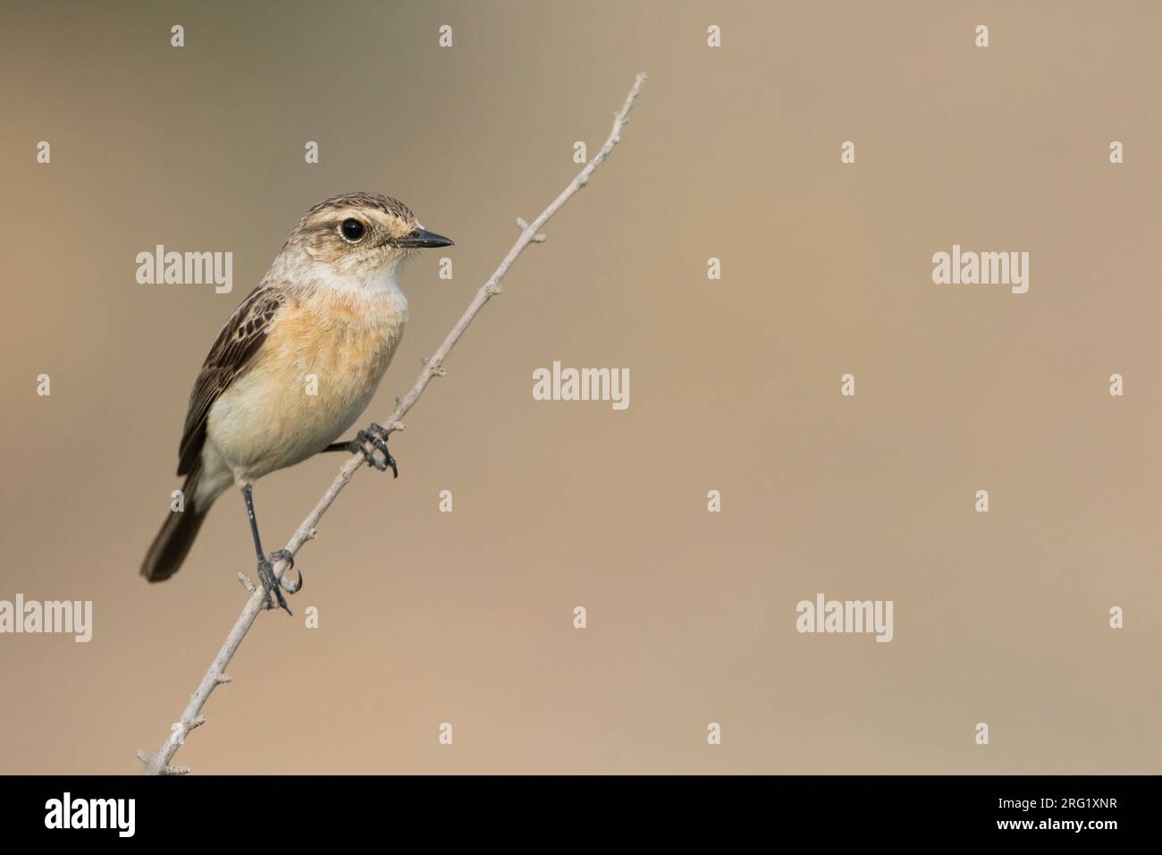 Sibirien Stonechat, Sachsen maurus, Tadschikistan, erwachsen, weiblich. Stockfoto