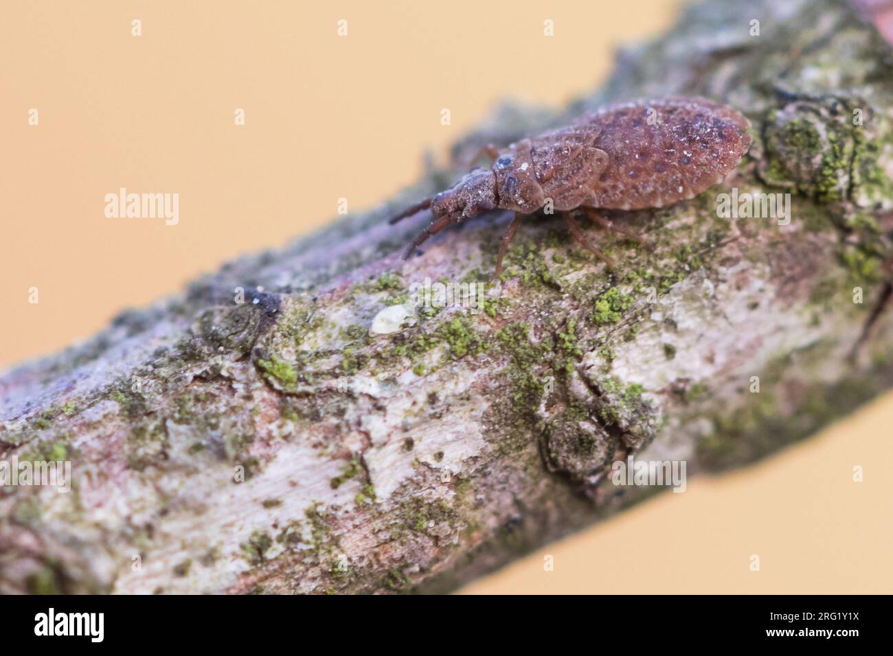 Aradus cinnamomeus - Kiefernrindenwanze, Deutschland (Baden-Württemberg), imago Stockfoto