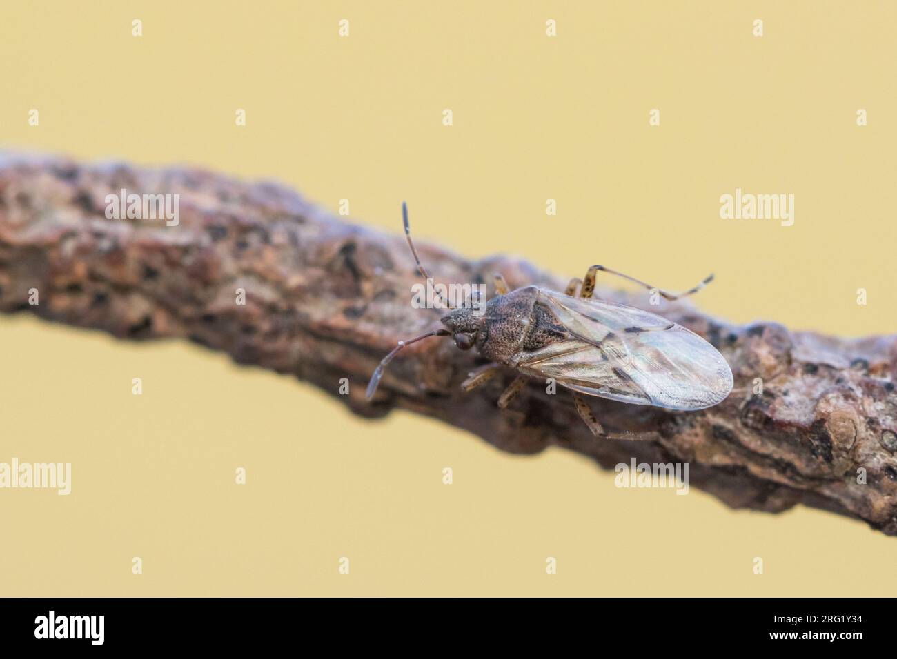 Nysius ericae, Deutschland (Baden-Württemberg), imago Stockfoto