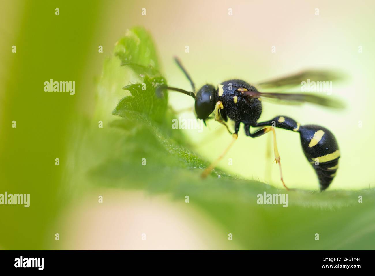 Eumenes pedunculatus, Deutschland (Baden-Württemberg), imago, männlich Stockfoto