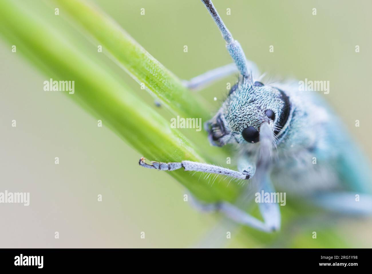 Phytoecia coerulescens - Dichtpunktierte Walzenhalsbock, Deutschland (Baden-Württemberg), imago Stockfoto