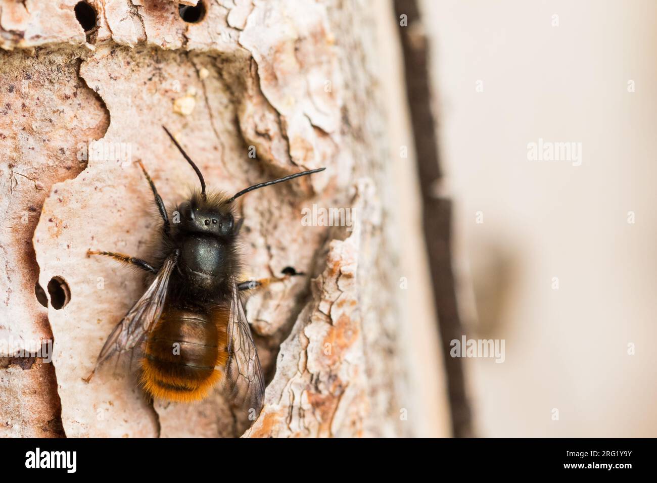 Osmia cornuta - Europäische Obstbiene - Gehörnte Mauerbiene, Deutschland (Baden-Württemberg), Imago, männlich Stockfoto