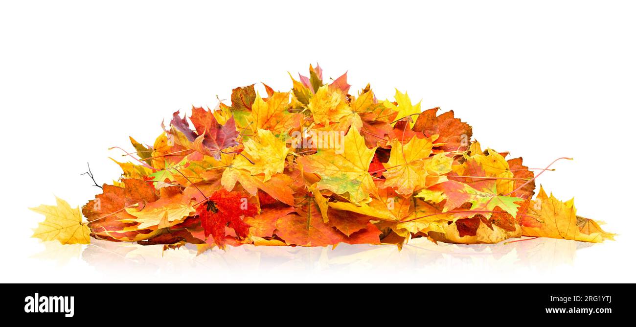 Haufen Herbstblätter isoliert auf weißem Hintergrund Stockfoto