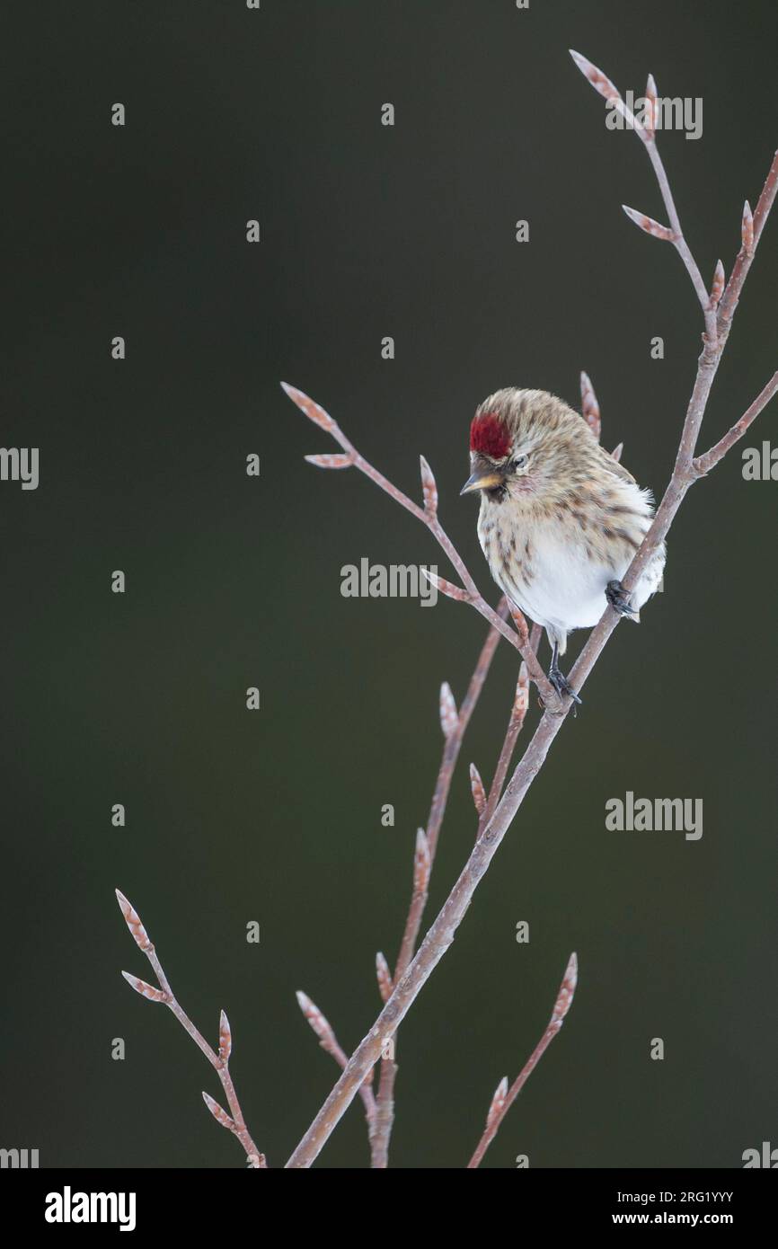 Weniger Redpoll - Alpen-Birkenzeisig - Carduelis cabarett, Deutschland, Erwachsene Stockfoto