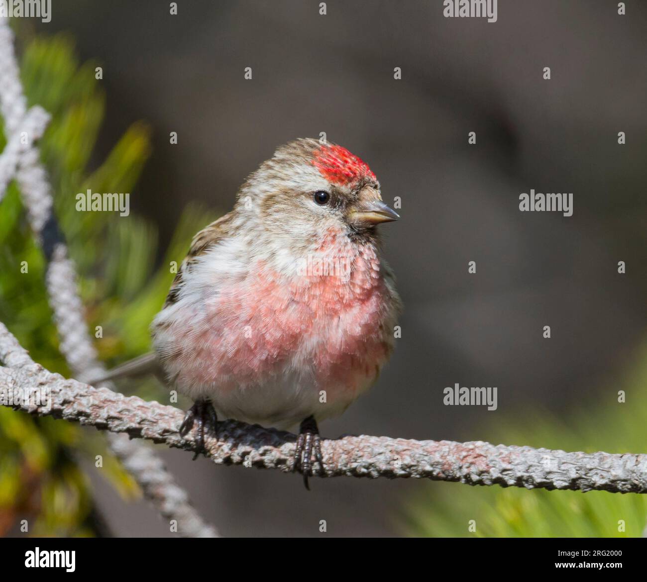 Weniger Redpoll - Alpen-Birkenzeisig - Carduelis cabarett, Slowakei, männlichen Erwachsenen Stockfoto