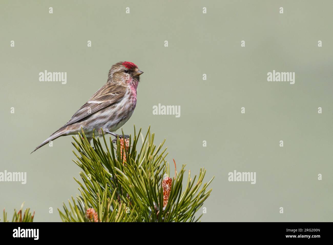 Weniger Redpoll - Alpen-Birkenzeisig - Carduelis cabarett, Slowakei, männlichen Erwachsenen Stockfoto