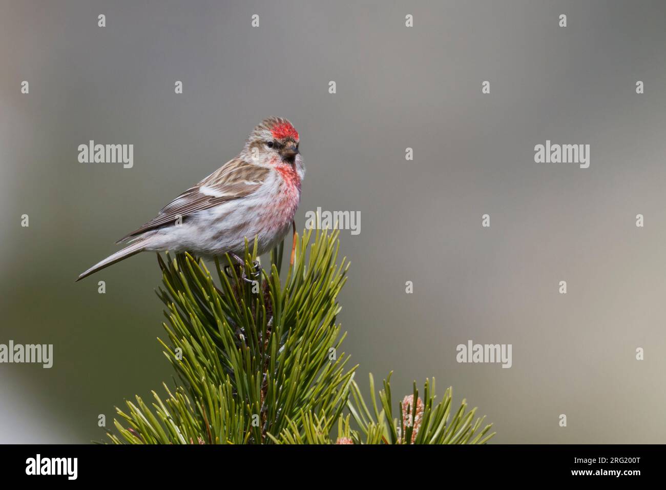 Weniger Redpoll - Alpen-Birkenzeisig - Carduelis cabarett, Slowakei, männlichen Erwachsenen Stockfoto