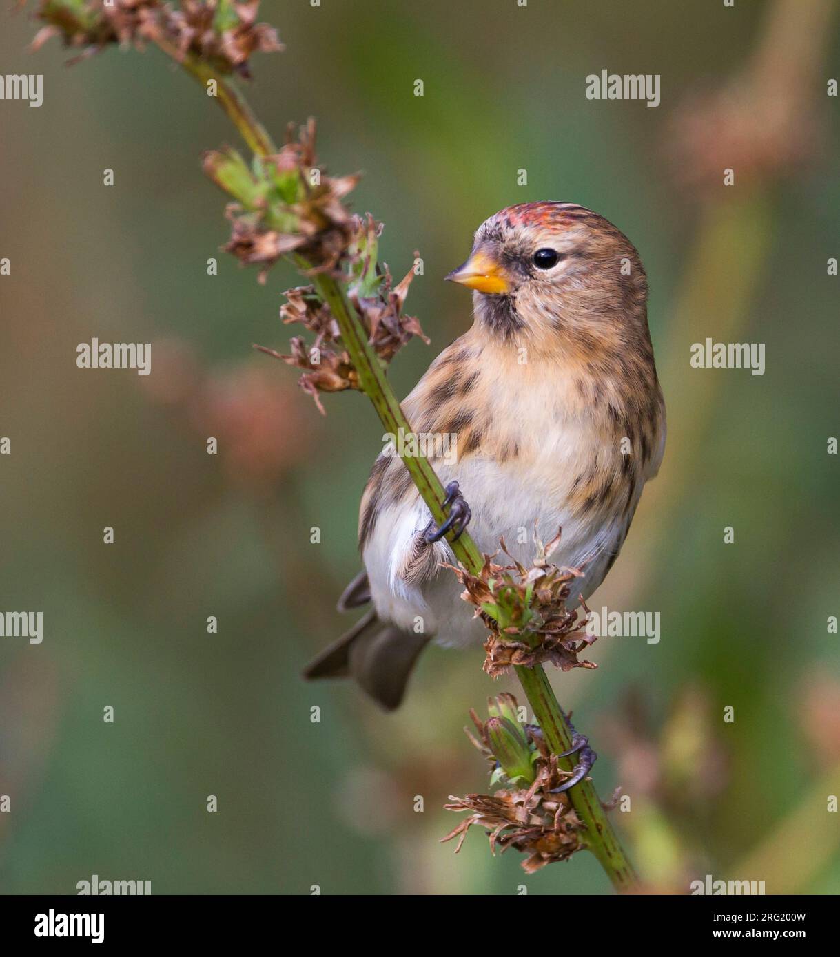 Weniger Redpoll - Alpen-Birkenzeisig - Carduelis cabarett, Deutschland Stockfoto