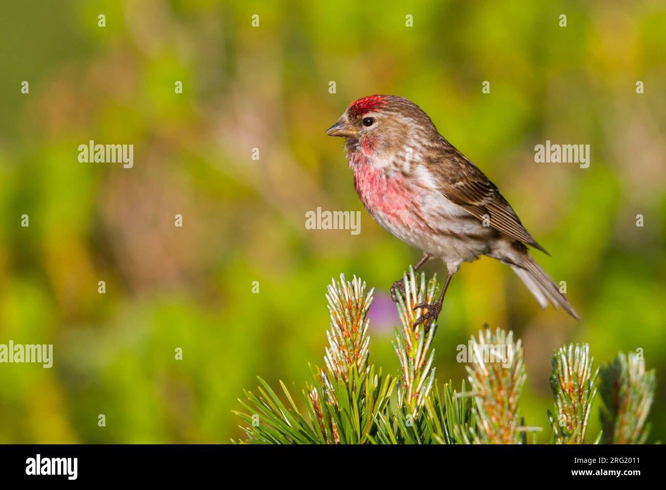 Weniger Redpoll - Alpen-Birkenzeisig - Carduelis cabarett, Slowakei, männlichen Erwachsenen Stockfoto