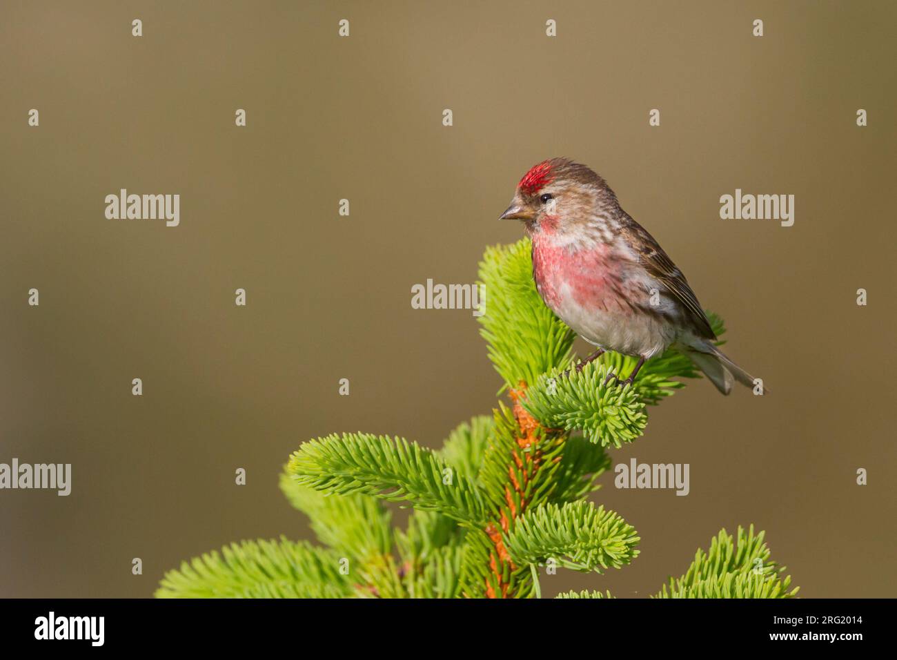 Weniger Redpoll - Alpen-Birkenzeisig - Carduelis cabarett, Slowakei, männlichen Erwachsenen Stockfoto