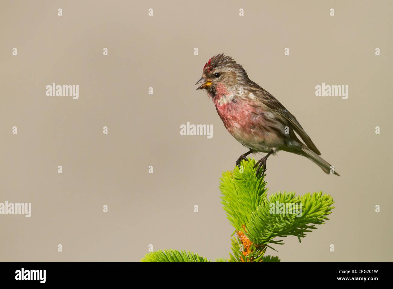 Weniger Redpoll - Alpen-Birkenzeisig - Carduelis cabarett, Slowakei, männlichen Erwachsenen Stockfoto