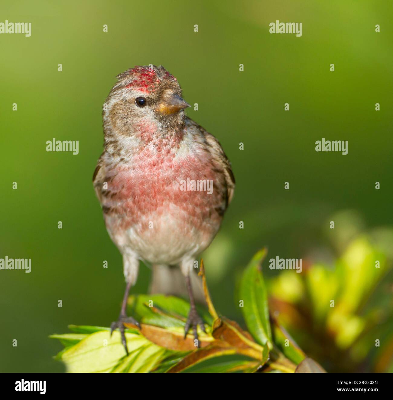 Weniger Redpoll - Alpen-Birkenzeisig - Carduelis cabarett, Slowakei, männlichen Erwachsenen Stockfoto