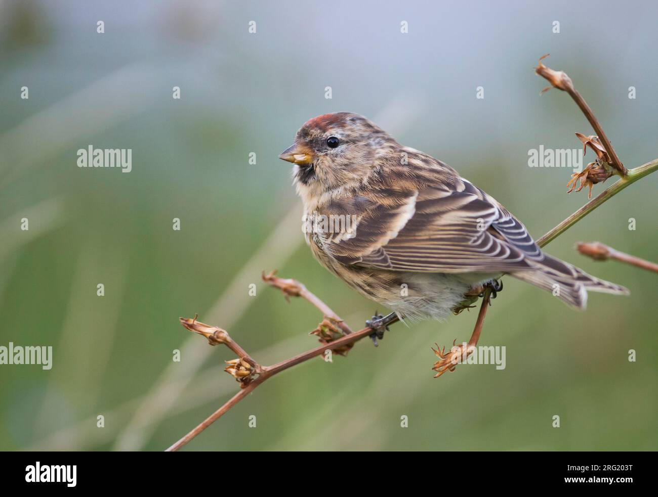 Weniger Redpoll - Alpen-Birkenzeisig - Carduelis cabarett, Deutschland Stockfoto
