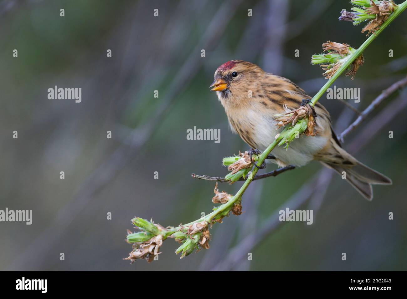 Weniger Redpoll - Alpen-Birkenzeisig - Carduelis cabarett, Deutschland Stockfoto