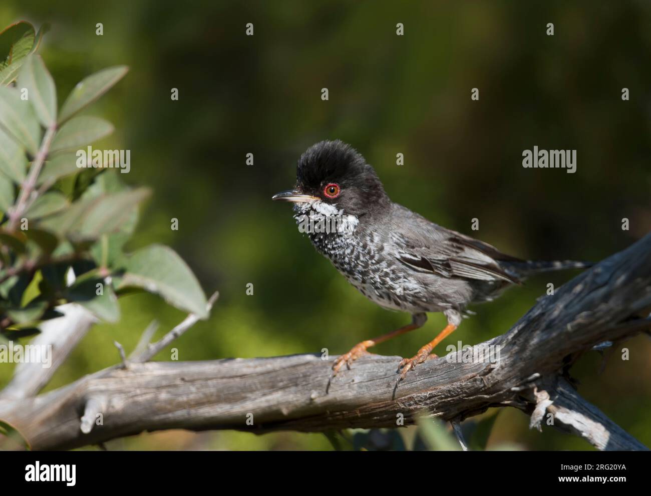 Erwachsene mann Cyprusgrasmus, erwachsenen männlichen Zypern Warbler Stockfoto