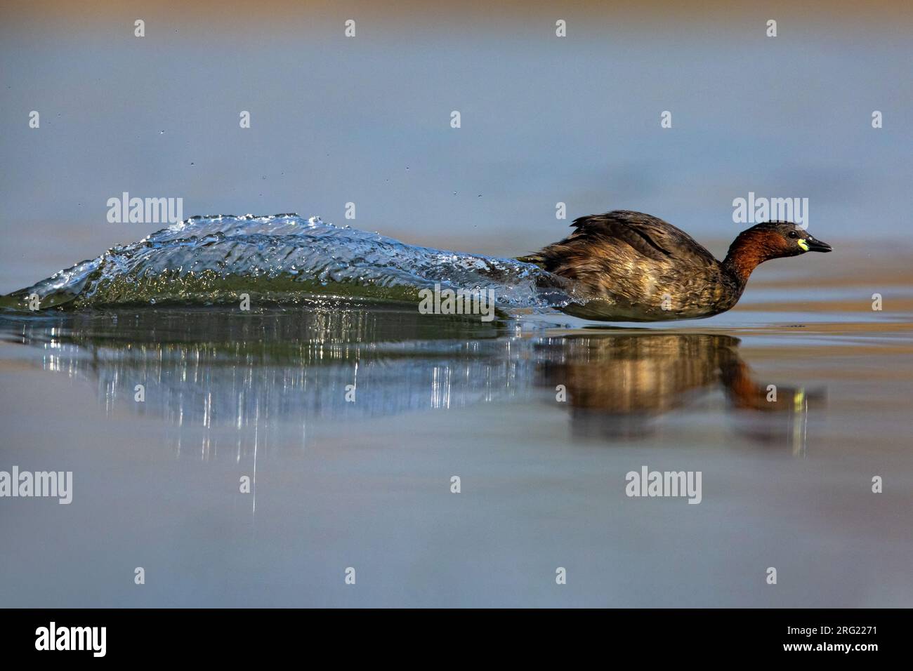 Little Grebe (Tachybaptus ruficollis) in Italien. Abschöpfung über die Wasseroberfläche. Stockfoto