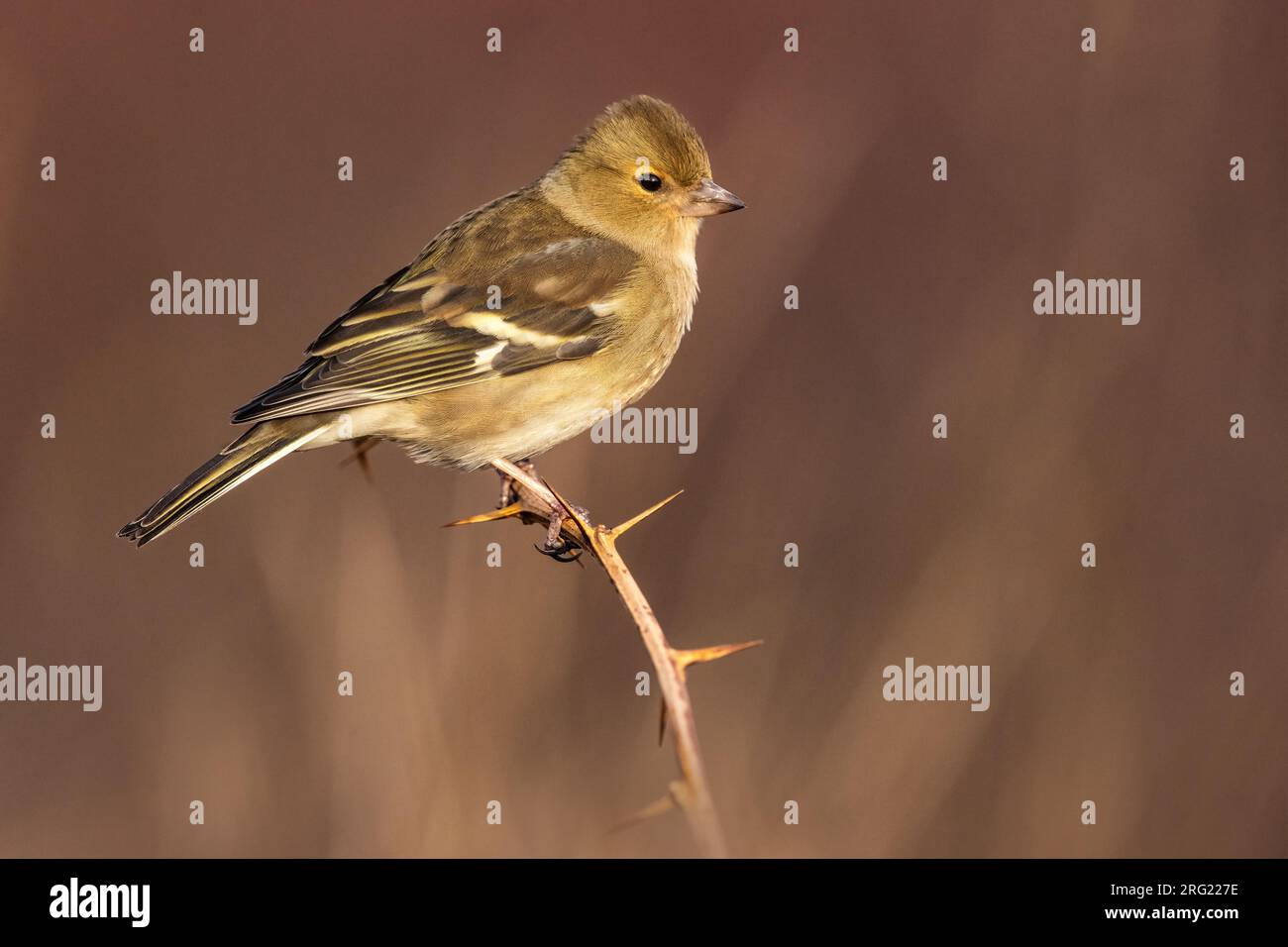 Winterende weibliche Common Chaffinch, Fringilla Coelebs, in Italien. Stockfoto