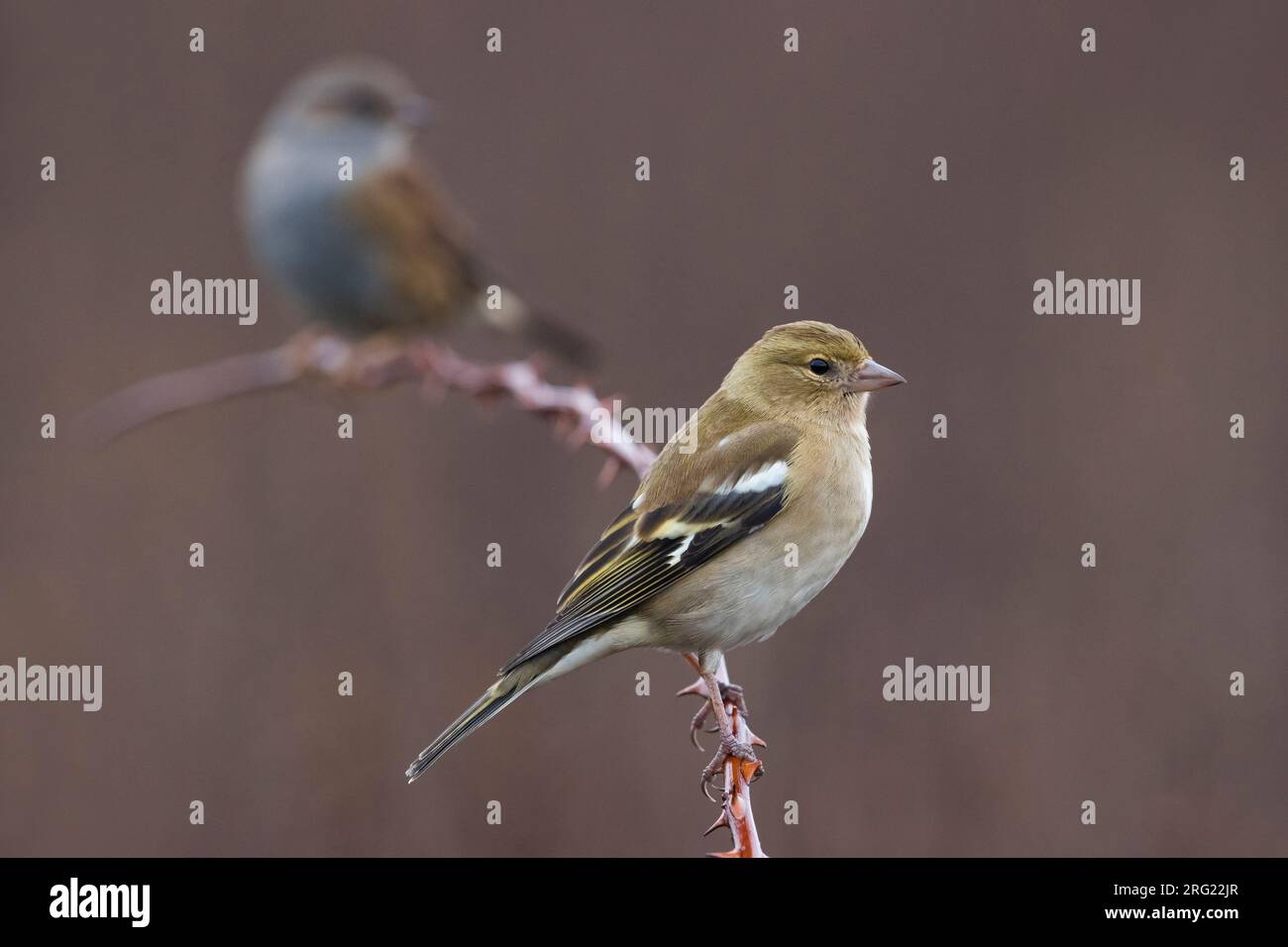Winterende weibliche Common Chaffinch, Fringilla Coelebs, in Italien. Stockfoto
