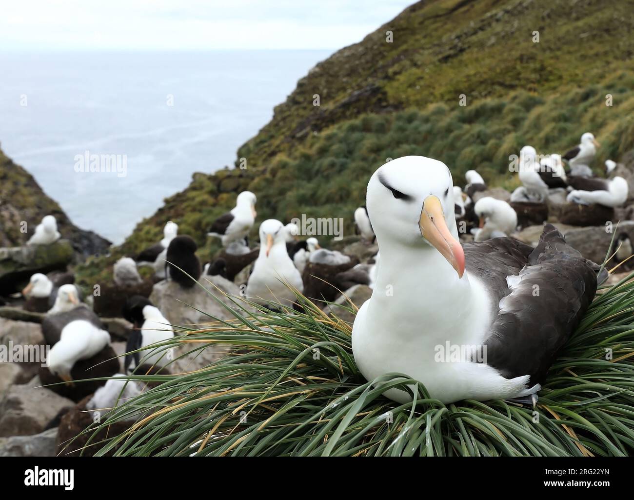 Wenkbrauwalbatrossen hebben een lange broedcyclus Schwarze Albatossen haben einen langen Fortpflanzungszyklus Stockfoto