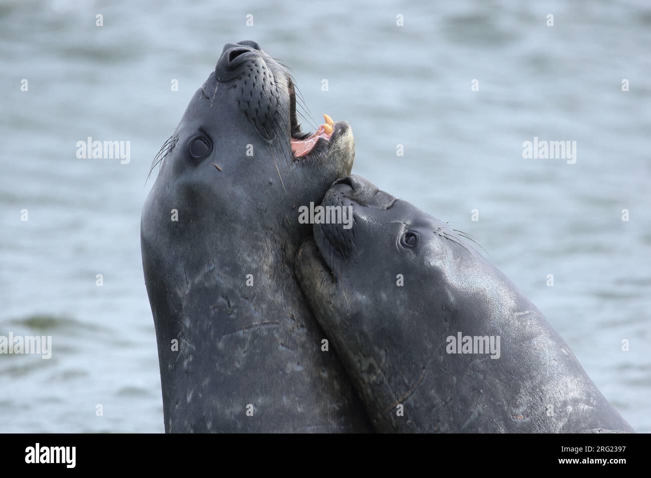 Zuidelijke zeeolifanten ruien in januari en de jonge mannetjes houden dan schijngevechten. Im Januar häuten sich die südlichen Seelöwen und die junge mutter Stockfoto