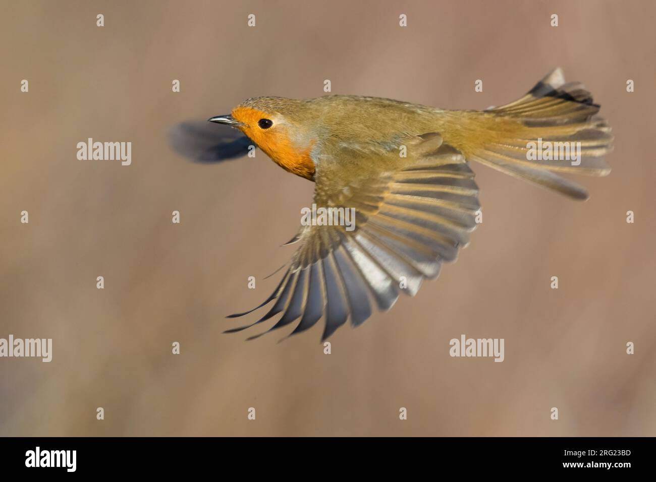 Erwachsener Europäischer Robin (Erithacus rubecula) im Flug vor natürlichem Hintergrund in Italien. Stockfoto